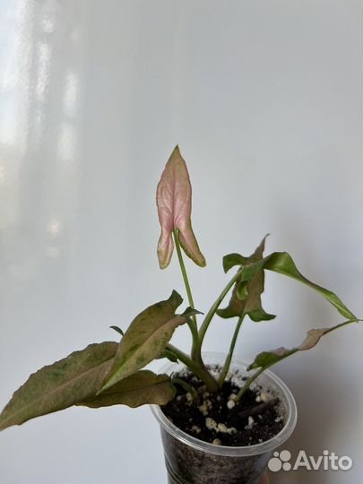 Сингониум омбрэ грин пинк