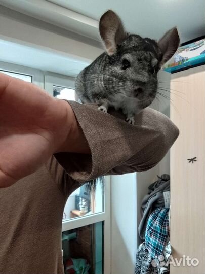 Шиншилы семья