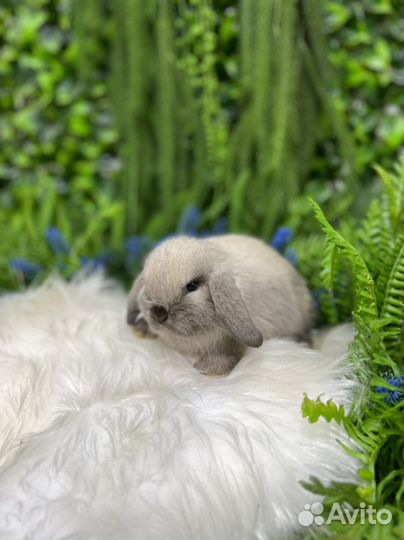 Кролики ручные миниатюрные