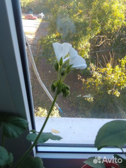 Герань белая