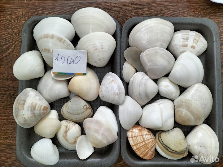 Морские ракушки, раковины,кораллы, камушки