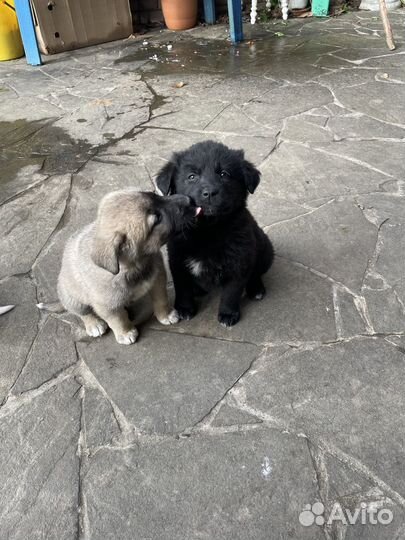 Щенки алабая и дворовой