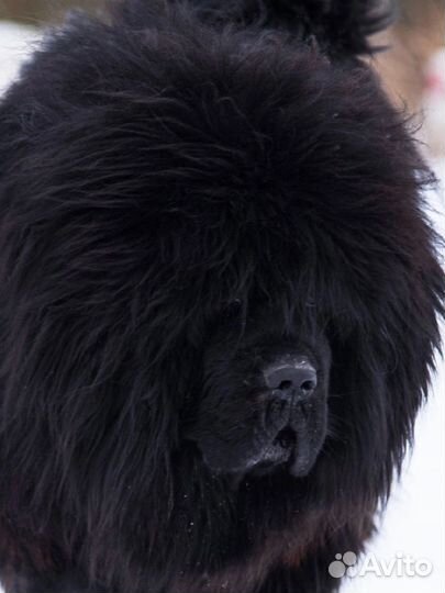 Шикарные тибеты