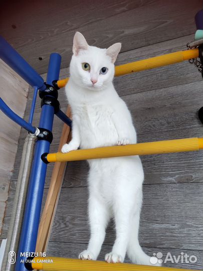 Найдена кошка
