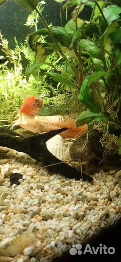 Аквариум с рыбками