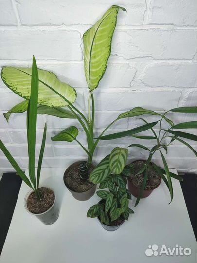 Комнатные растения цветы