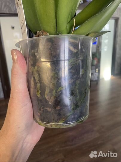 Орхидея фаленопсис бабочка