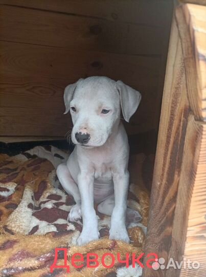 Продажа щенков Амстаффа