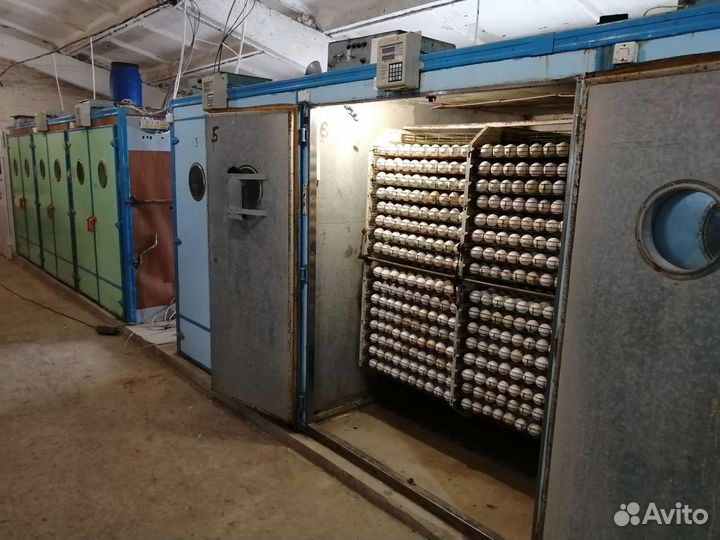 Гусята. Инкубационное яйцо гусей