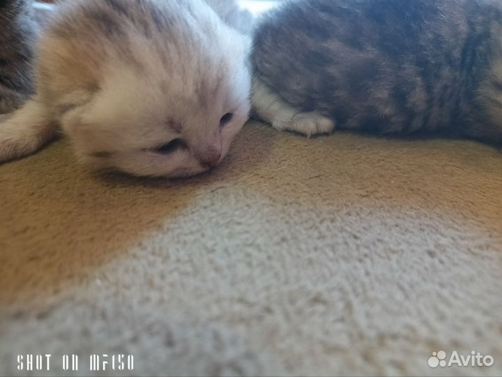 Британские котята