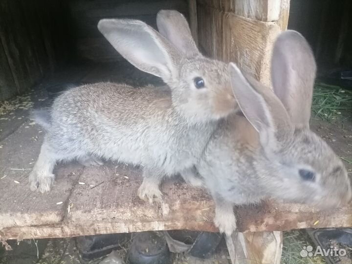 Кролики Фландер