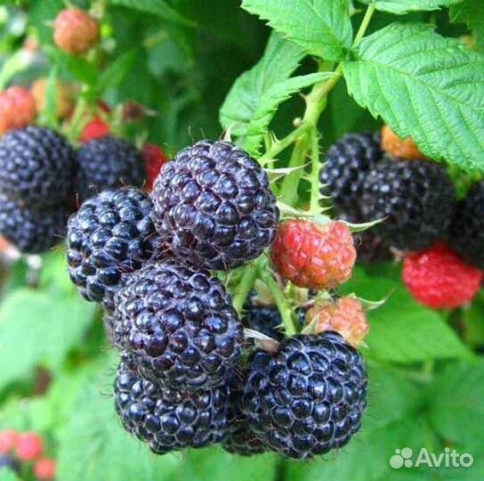 Ежемалина (черная малина)