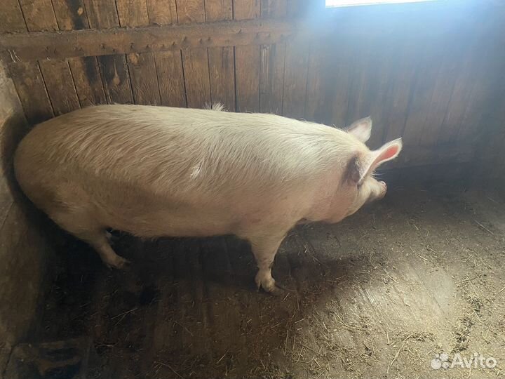 С/х животные коровы свинти