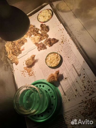 Суточные перепелята