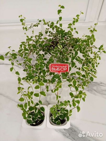 Фикус пумила, хойи