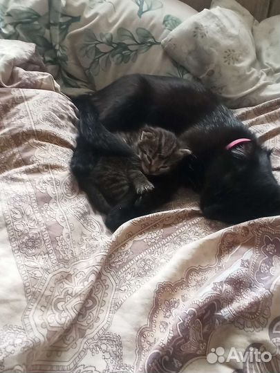 Отдам в дар кошка