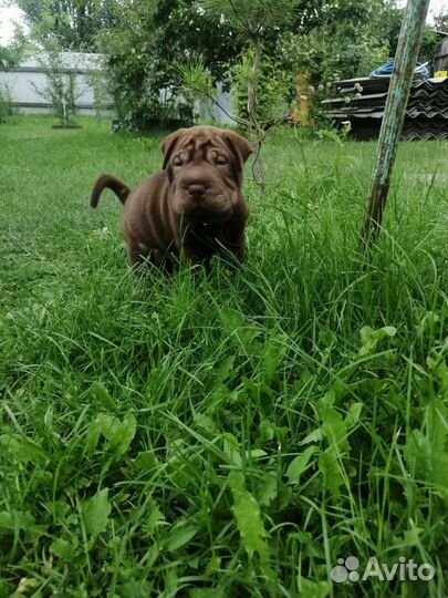 Щенок породы шарпей