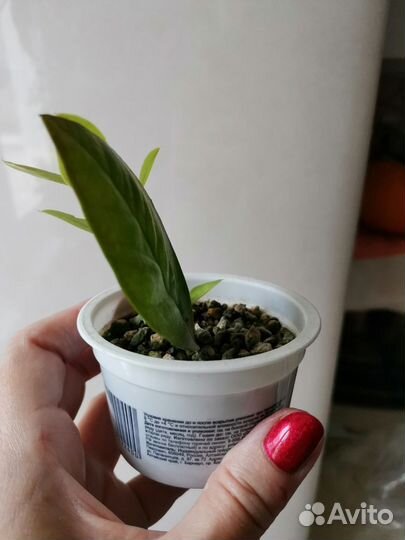 Замиокулькас