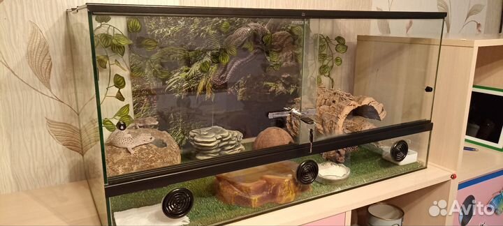 Эублефаров с террариумом