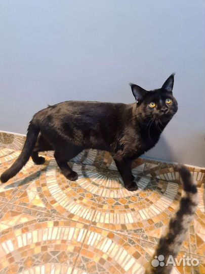 Чёрный рысенок