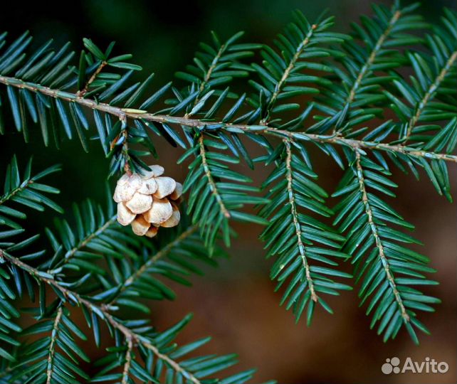 Тсуга канадская/семена