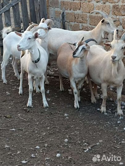 Зааненские козы дойные