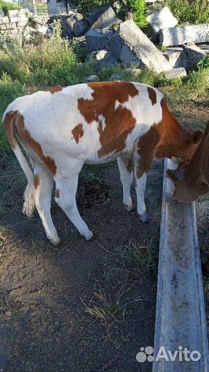 Бычки и телята