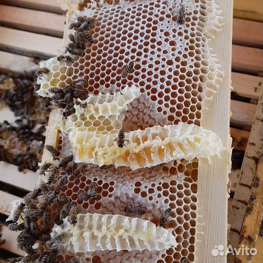 Мед горный натуральный