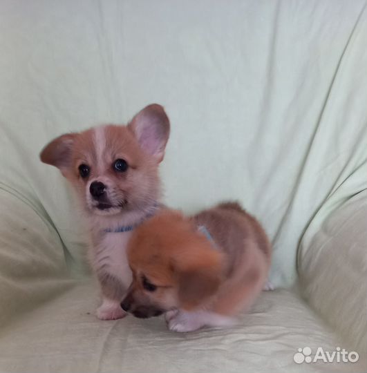 Щенки вельш-корги пемброк,девочки