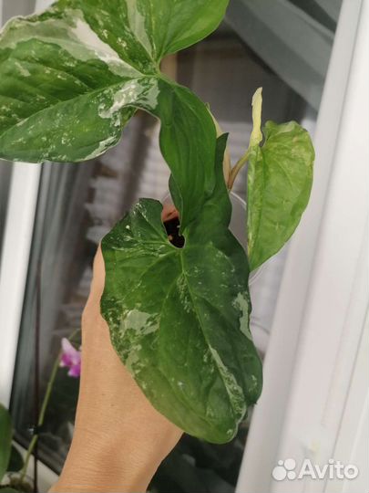 Сингониум Империал Вайт