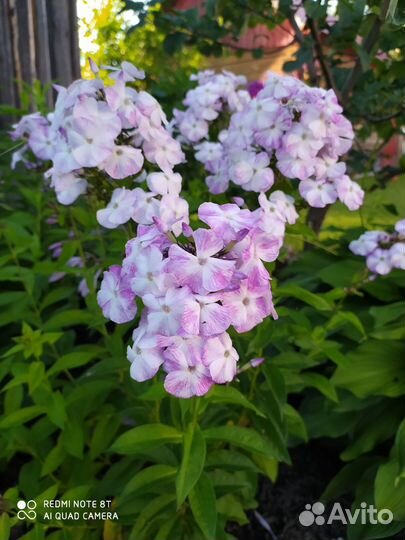 Многолетние цветы