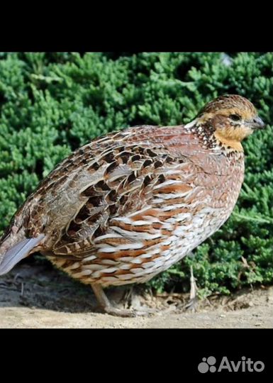 Перепела и яйцо инкубационное