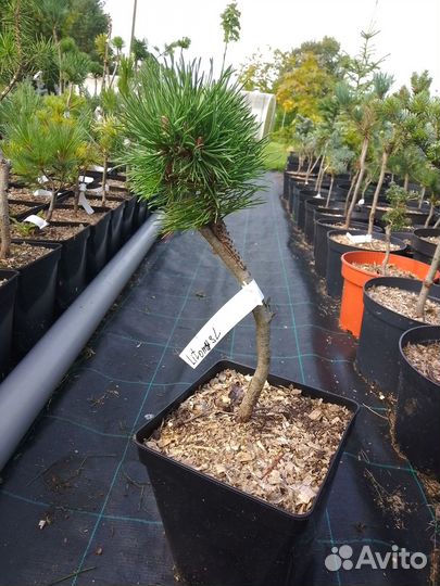 Сосна горная Литомусл на штамбе