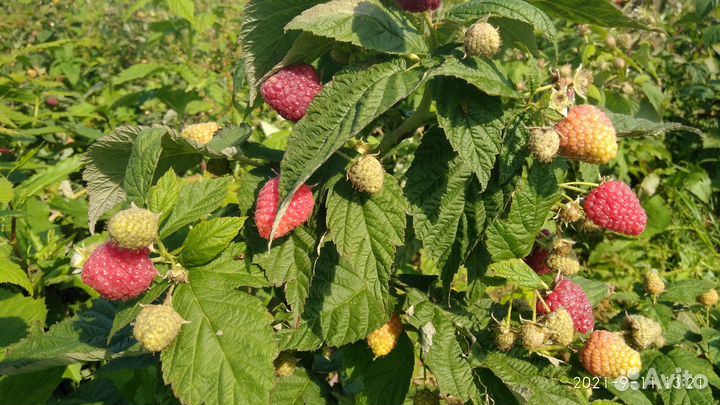 Ремонтантная малина