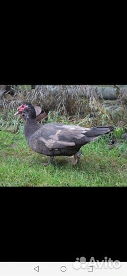 Яйца для инкубации