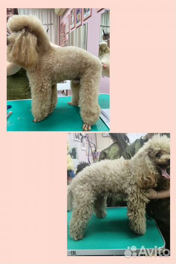 Услуги грумера, стрижка собак