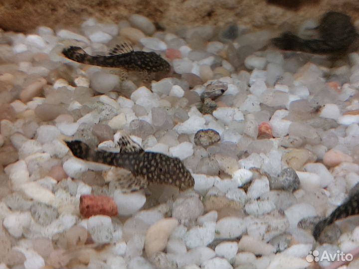 Сомики анциструсы