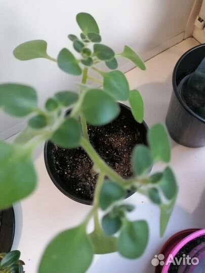 Ахризон-дерево Любви