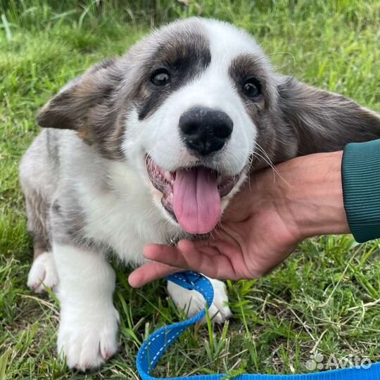 Доставка животных, перевозка животных, зоотакси