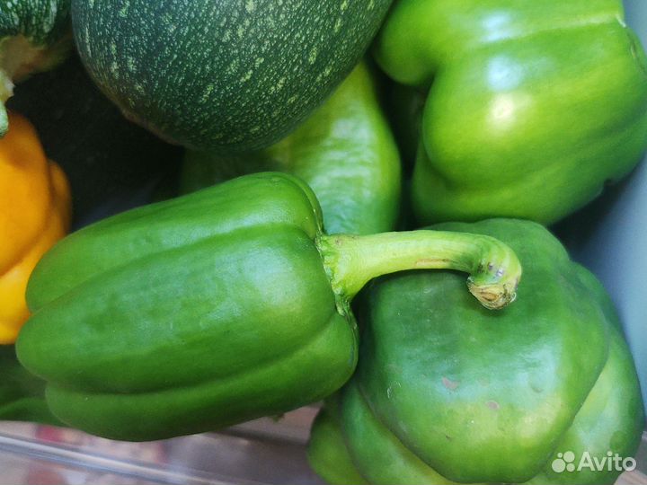 Рассада перца