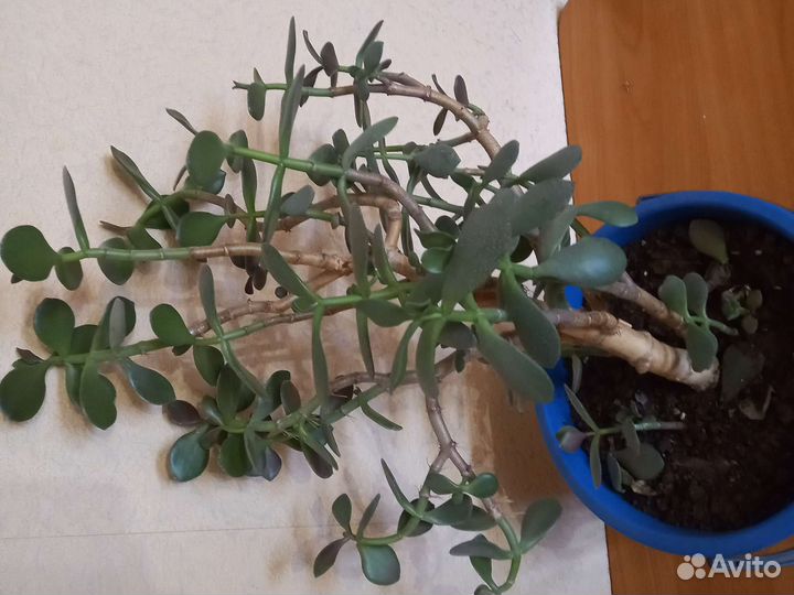 Обезьянье дерево