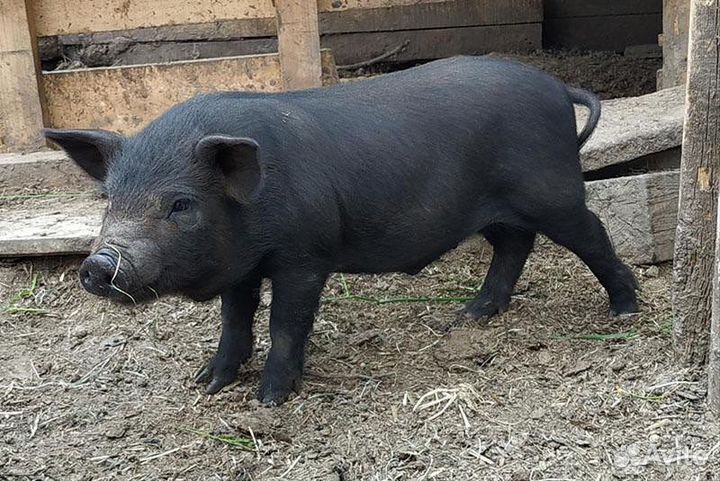 Свиньи живым весом