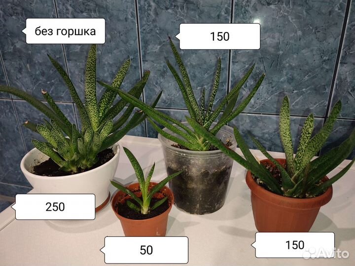 Гастерия