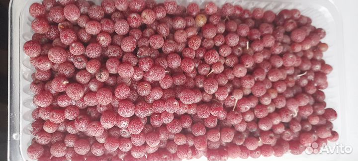 Облепиха Садовая - ягоды свежемороженные - сочные