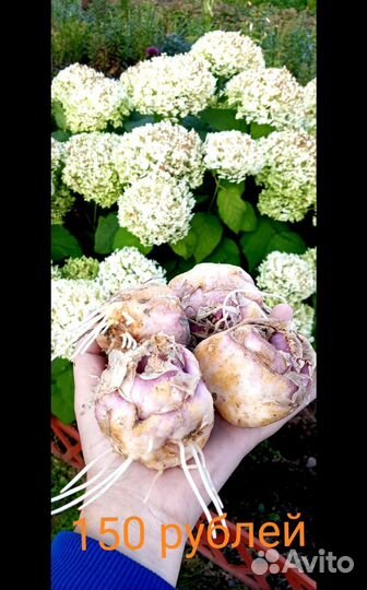 Рябчик императорский оранжевый