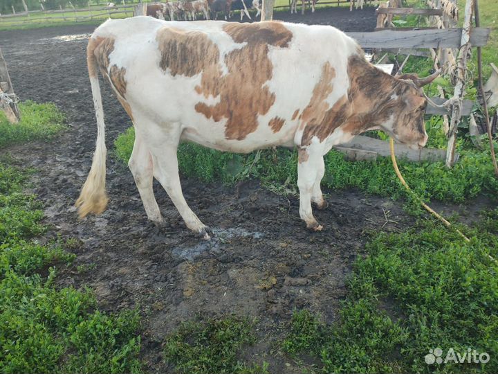 Корова дойная