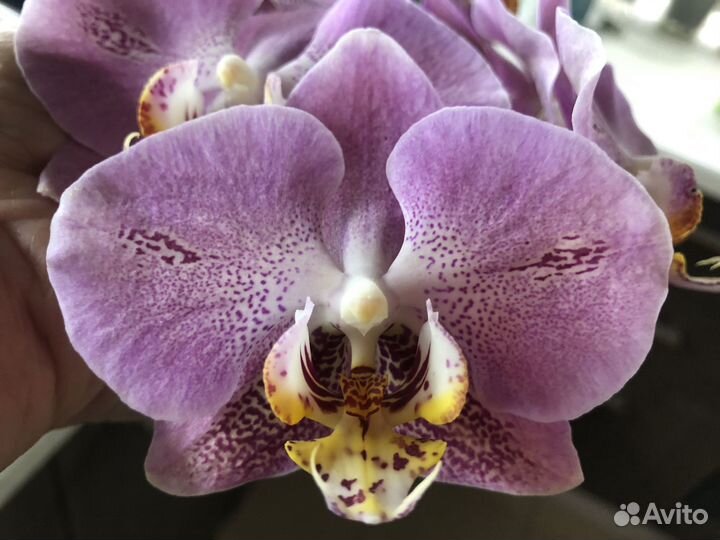 Фаленопсис орхидея дендробиум филодендрон