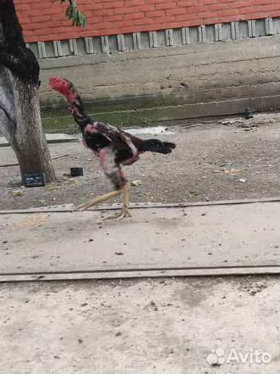 Бойцовые птицы