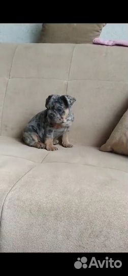 Французский бульдог мальчик