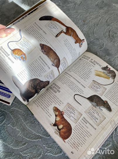 Новые детские энциклопедии